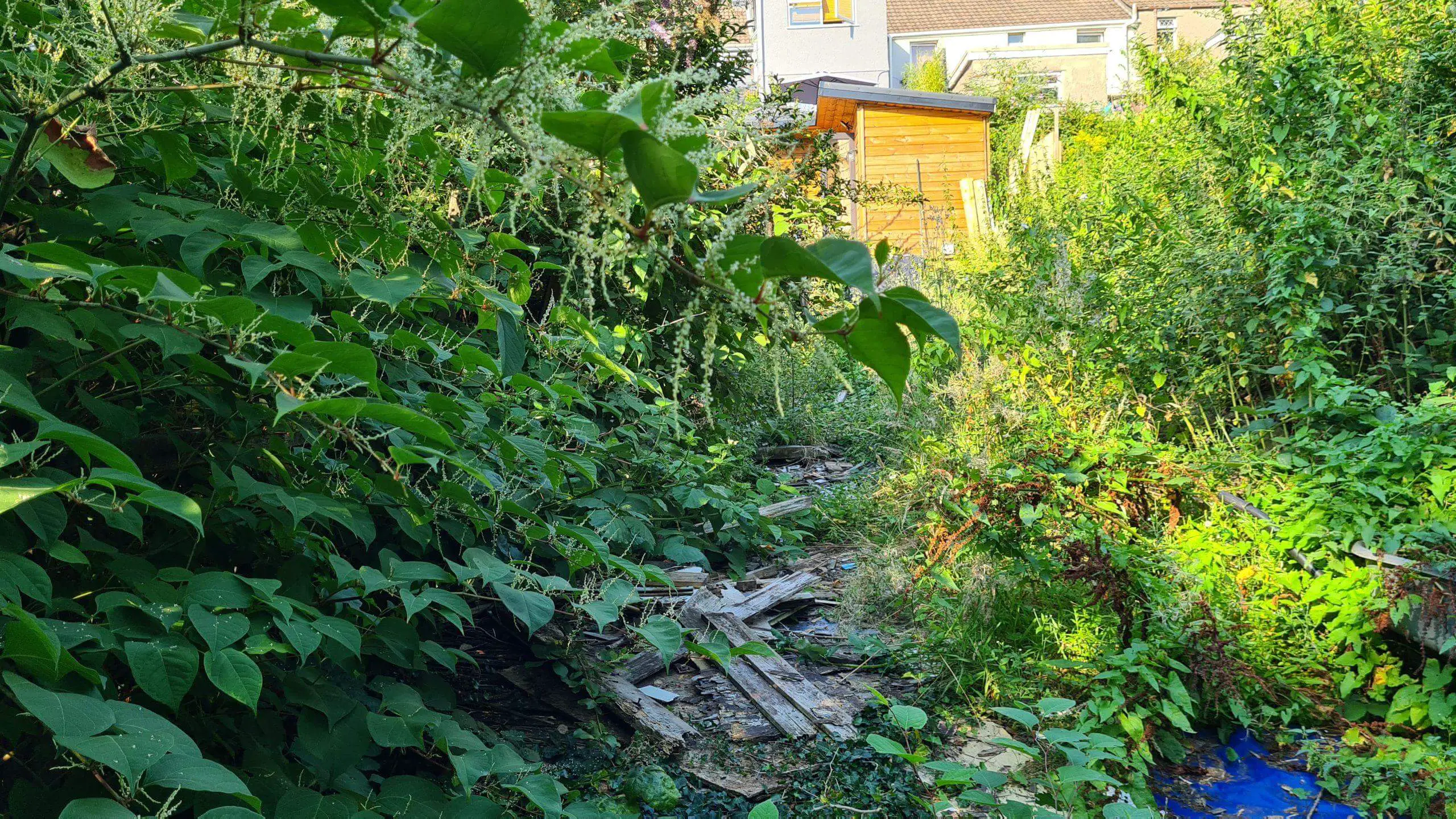 A garden in desparate need of clearing of invasive weeds for both access and the protection of the property value