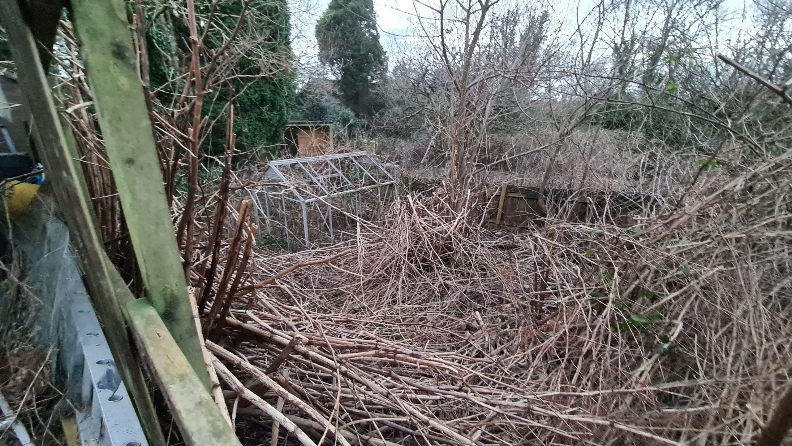 A mass of dead Japanese knotweed stems within a garden for site clearance