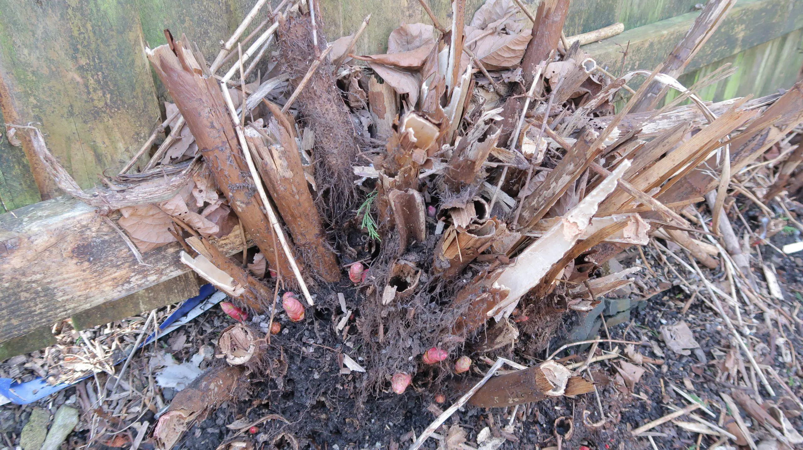 A seasoned Japanese knotweed crown with debris from dead stems