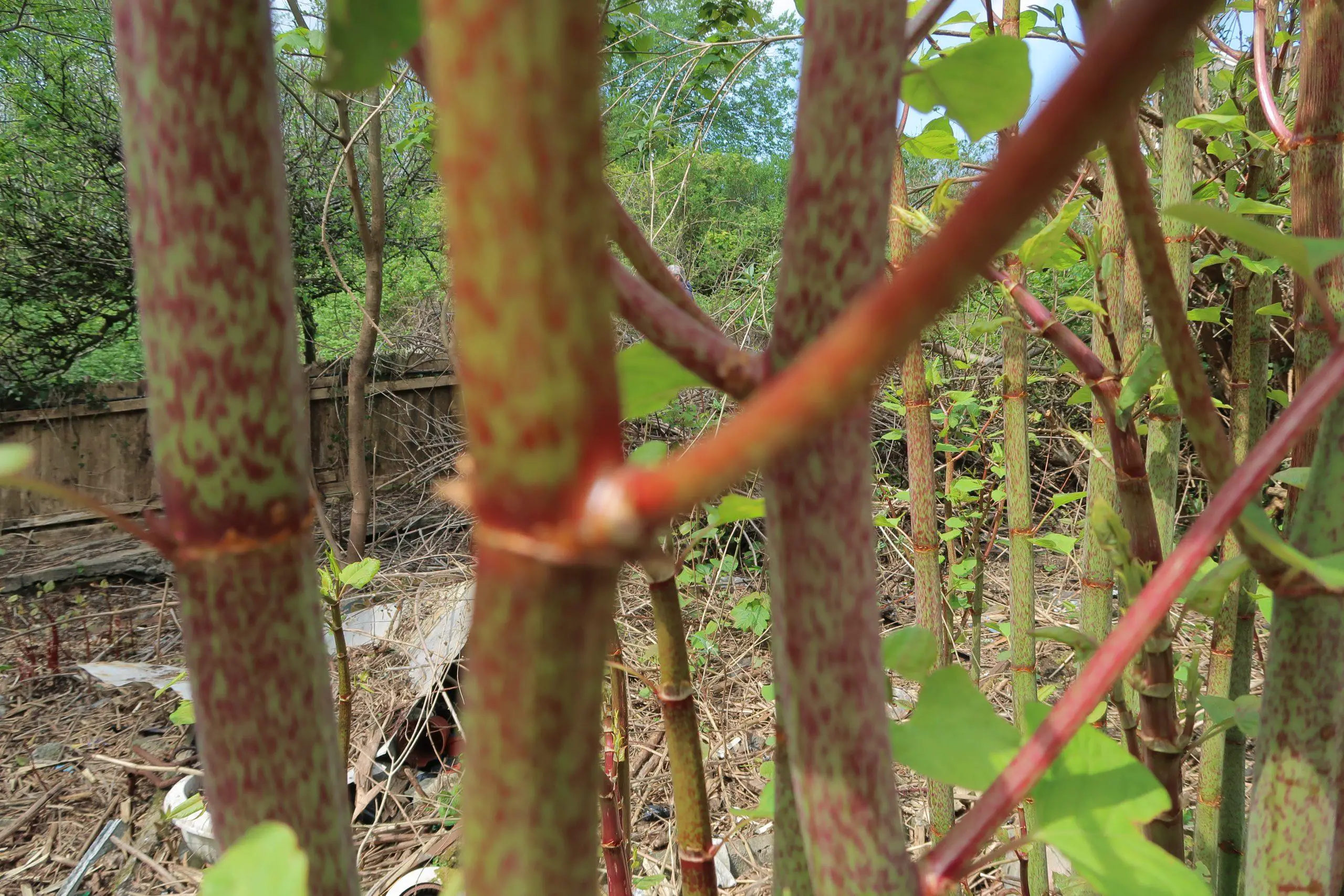 Another effective form of killing Japanese knotweed is via injecting herbicide into the stems directly