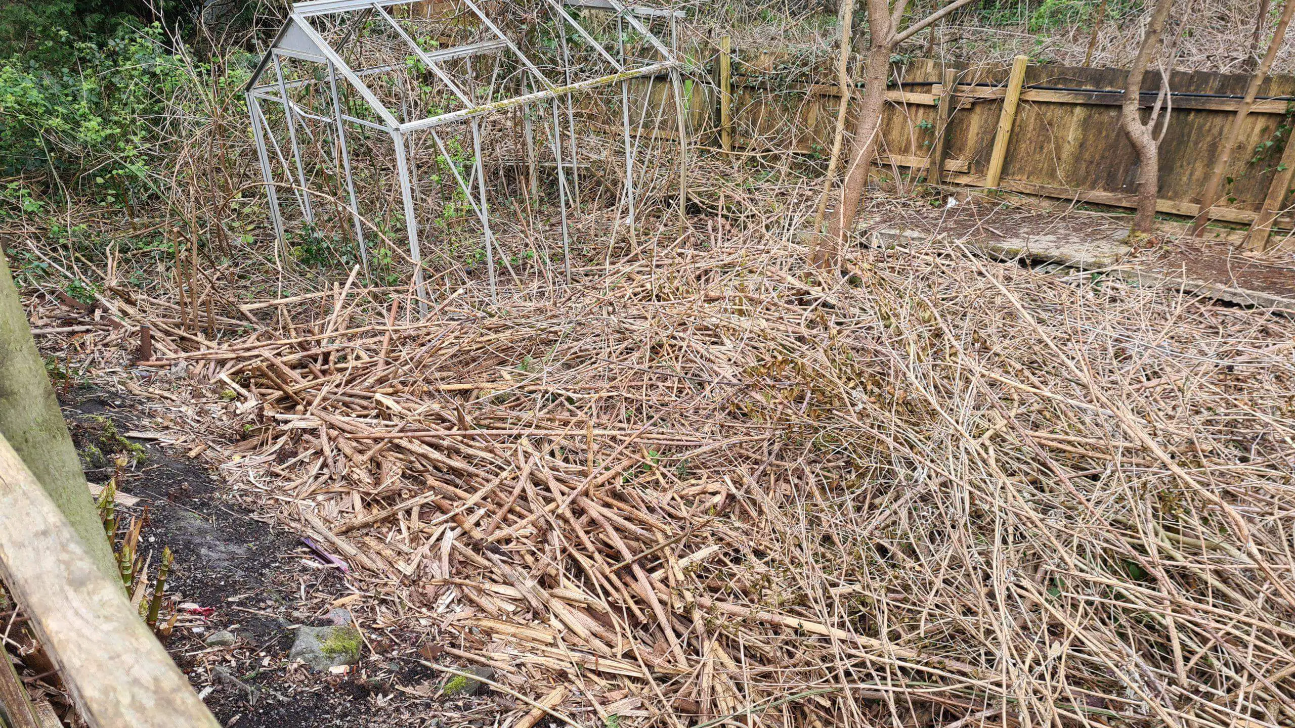 Area cleared of brown and brittle Japanese knotweed stems