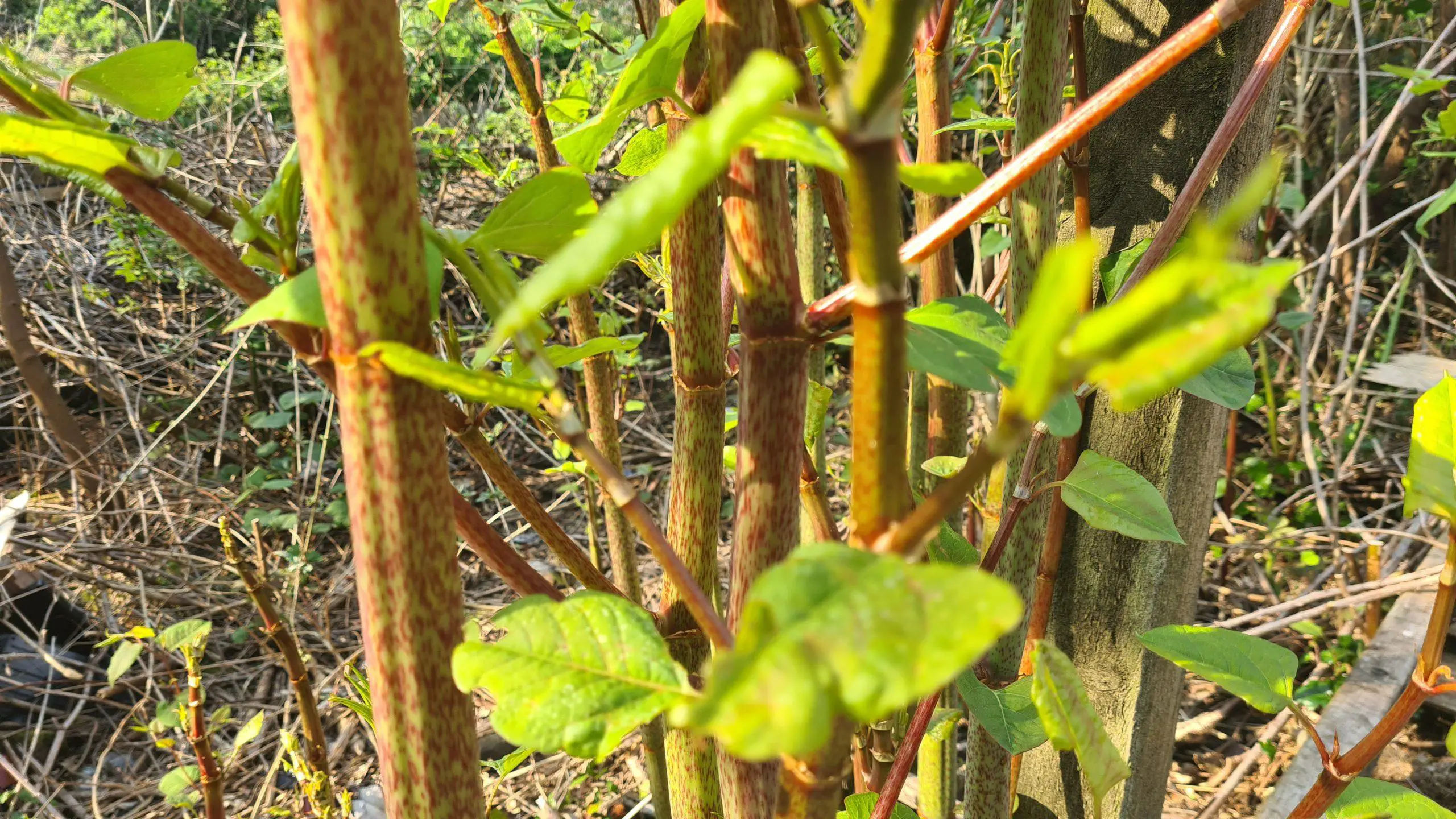 As the plant develops the stems elongate with their distinctive speckling of red on green