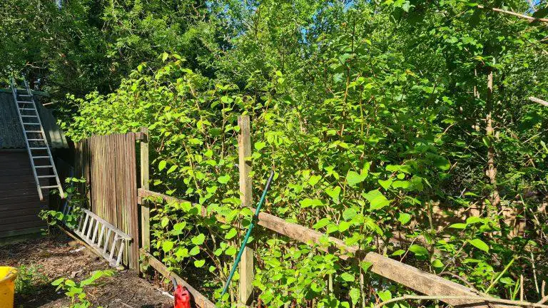 Associated Legal Costs Caused By Japanese Knotweed