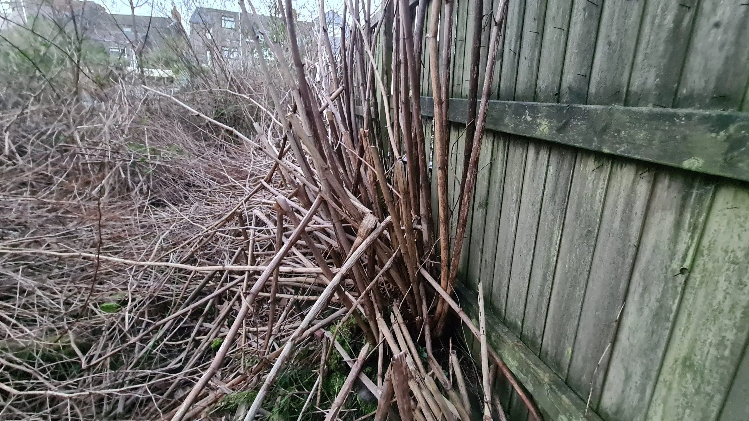 Beginning the process of cutting down the dead stems to remove Japanese knotweed from a garden