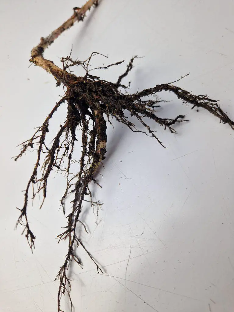 Bramble roots are dense and long and consume a vast area underground