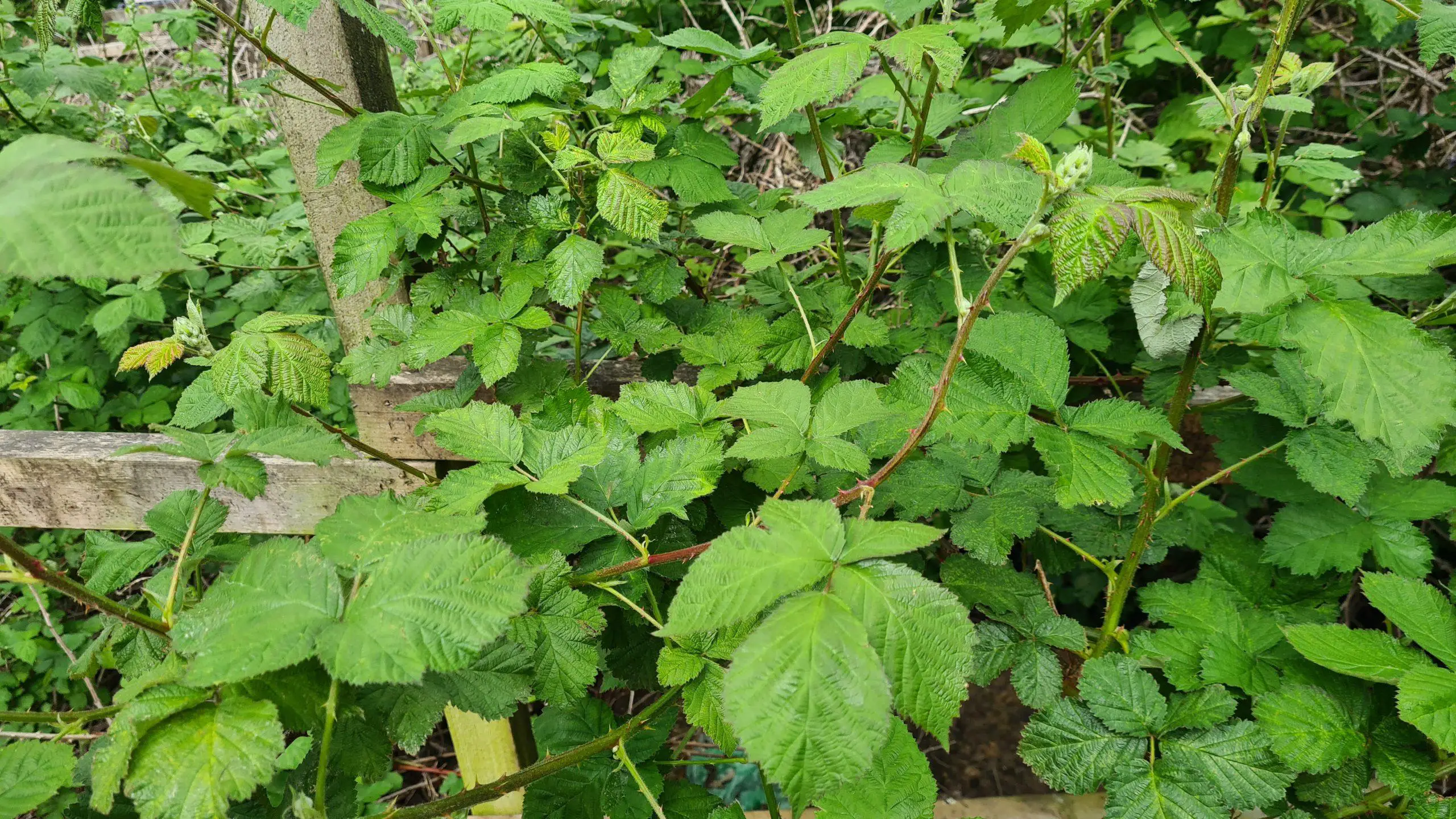 Brambles grow comfortably within a hedge and consume it from both sides and over the top of it