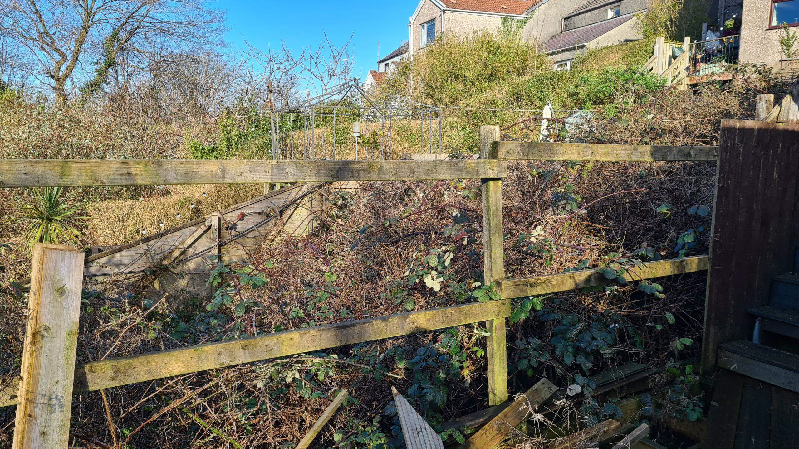 Brambles have consumed a garden and forced the fence between neighbours to fall down