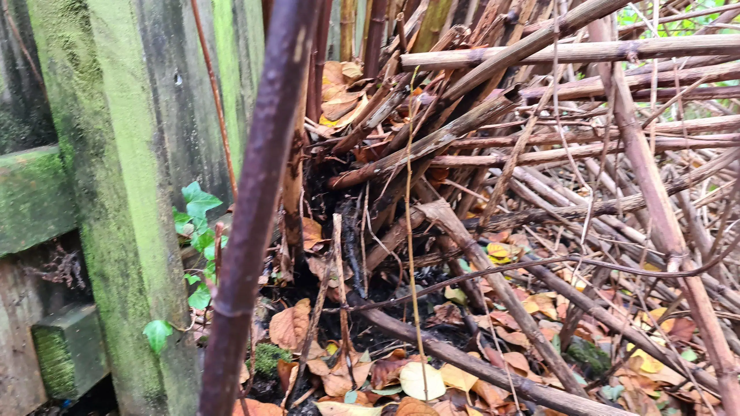 Clearance of dead Japanese knotweed stems next to a neighbours fence