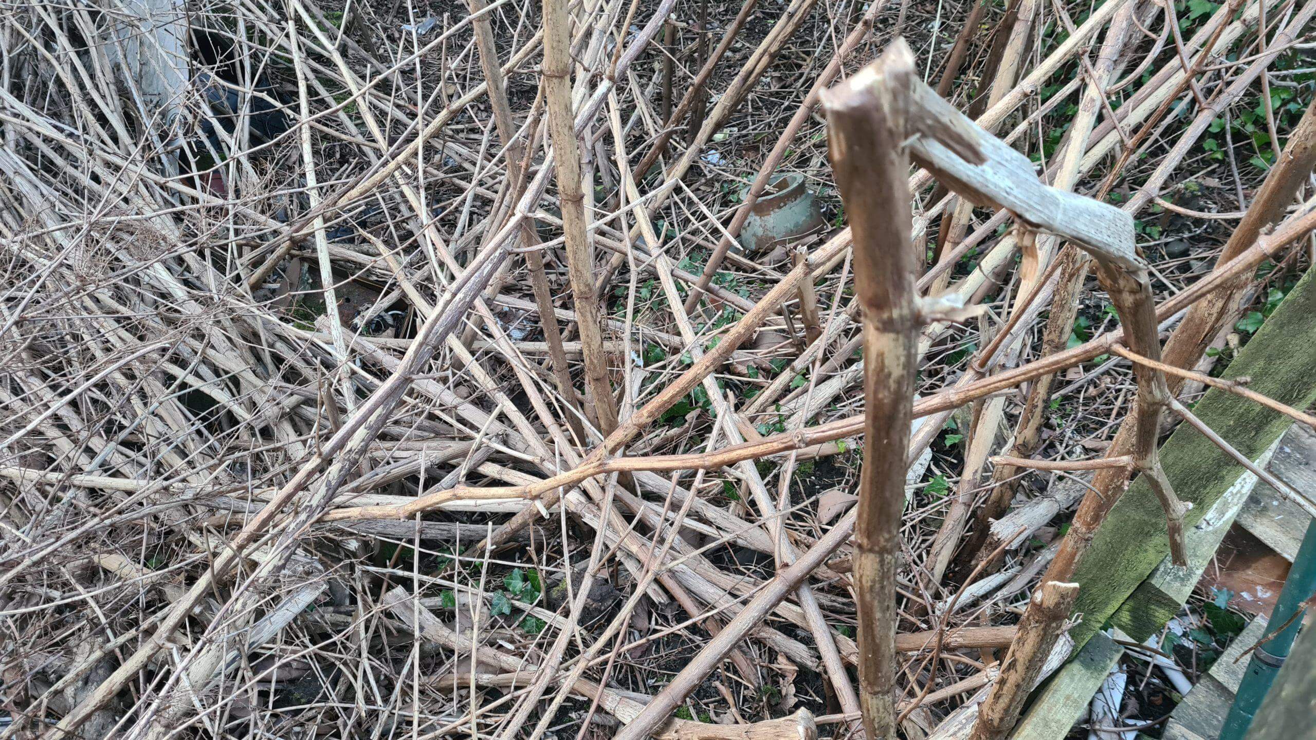 Clearing Japanese knotweed off your property can reclaim your garden back