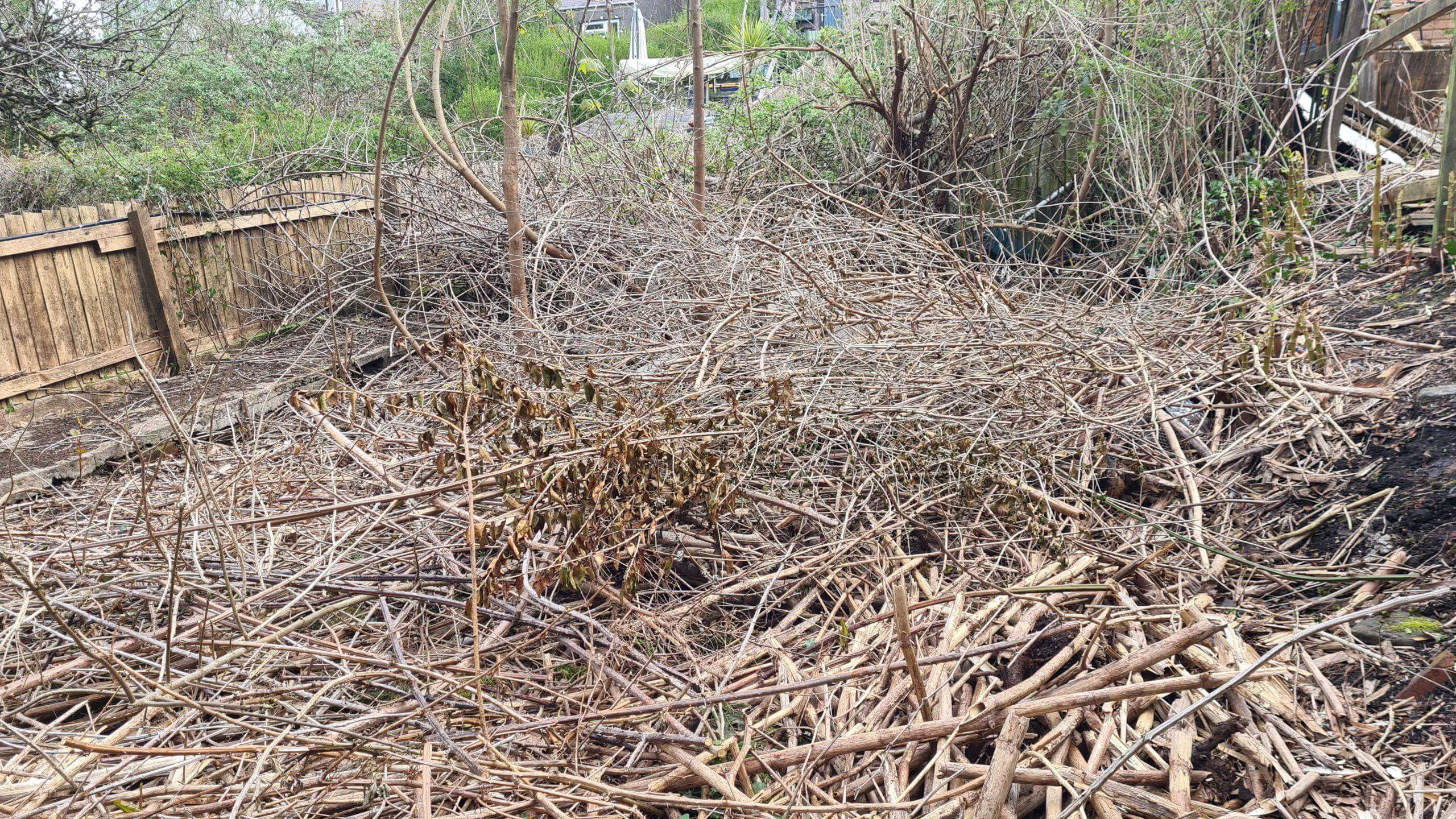 Clearing a site of dead Japanese knotweed stems and other garden debris can be costly but necessary to gain back vital outdoor space