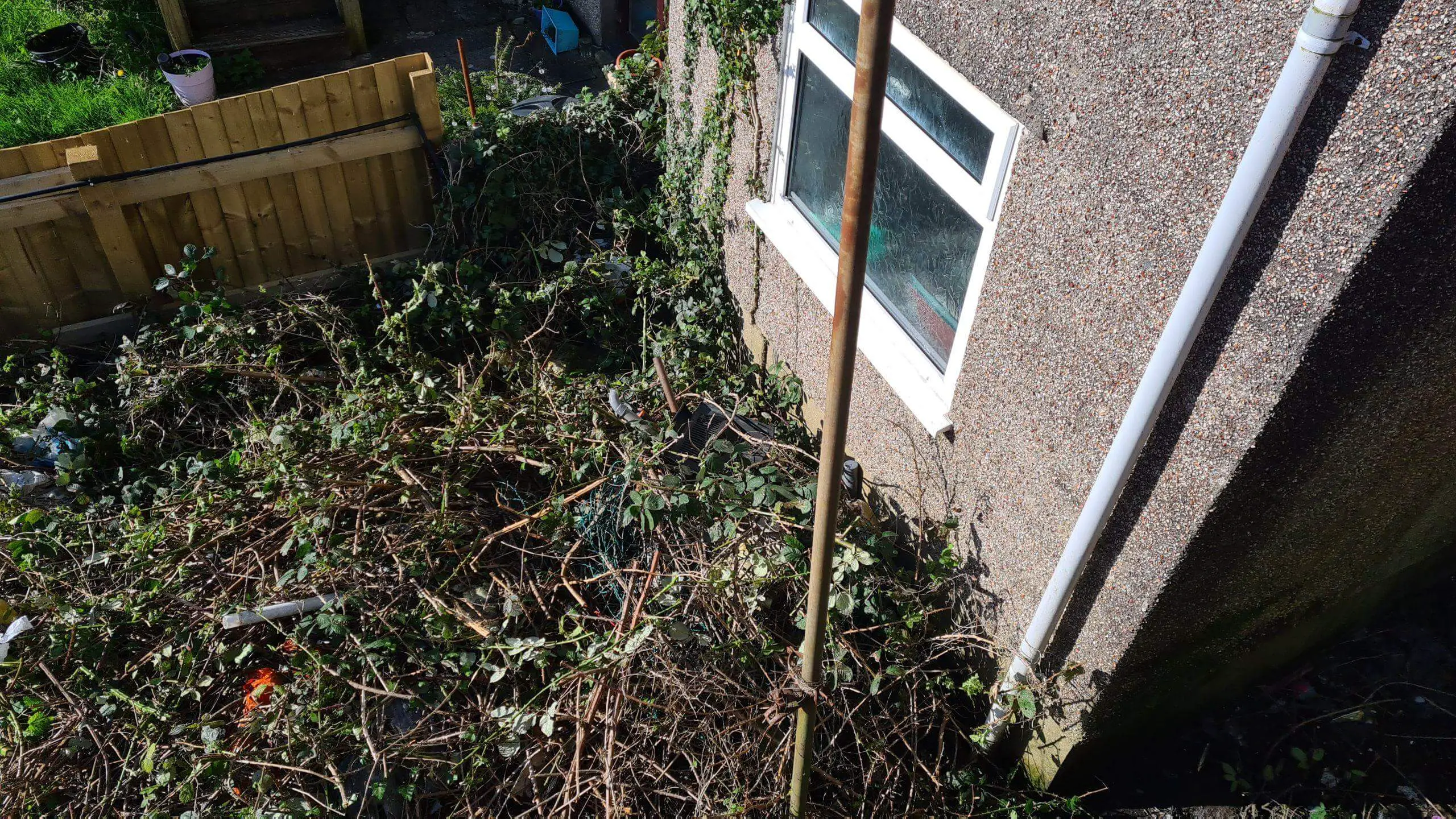 Clearing brambles all the way to the back door of a property