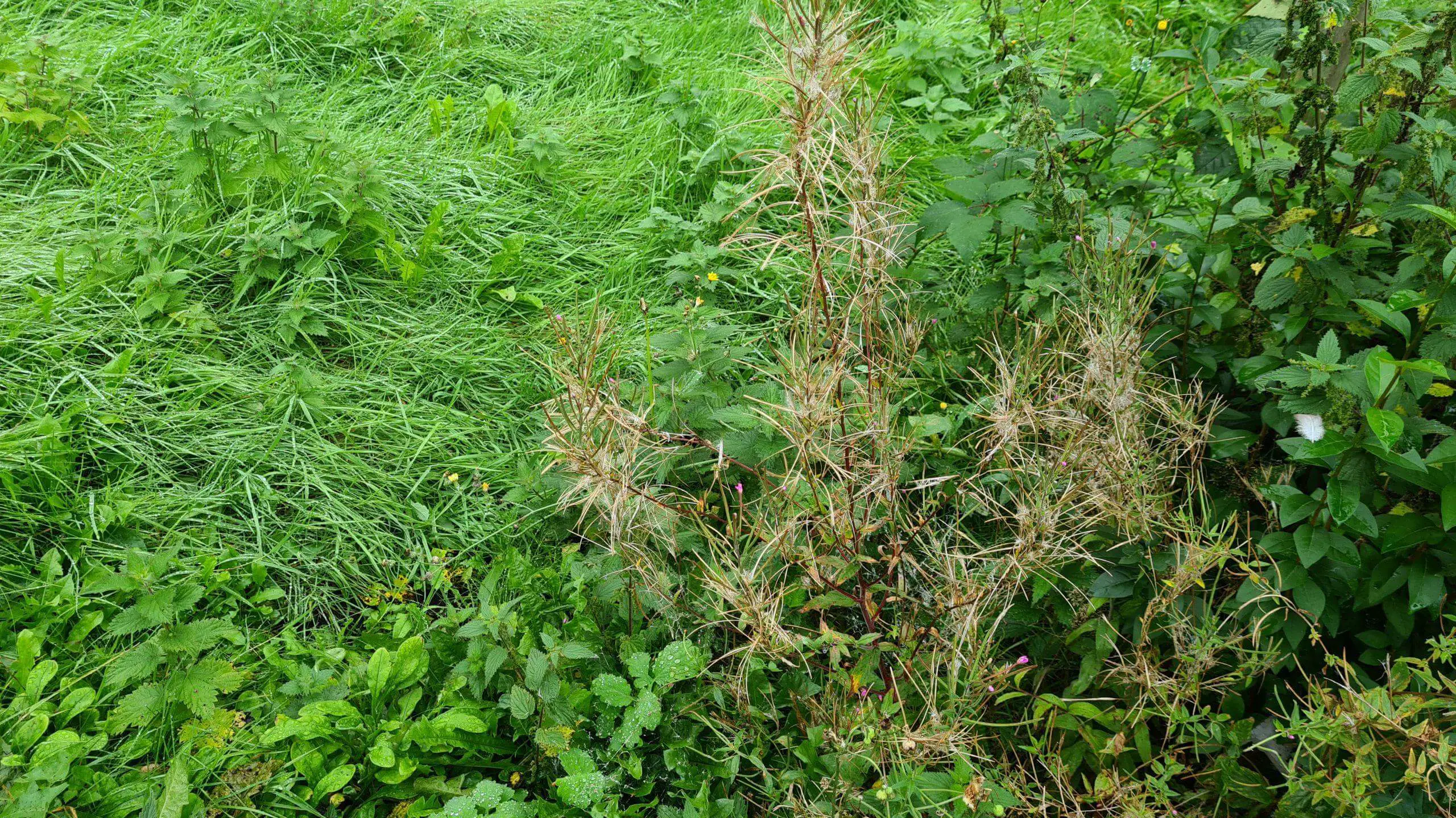 Clearing invasive weeds from your garden neednt be costly or time consuming if you know how best to tackle them. Prepare and planning are the key to success
