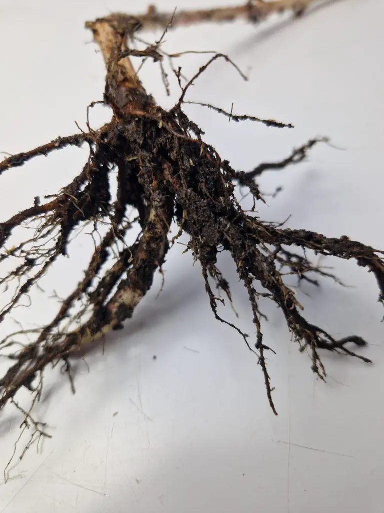 Closeup of bramble roots and their intricate structure of roots
