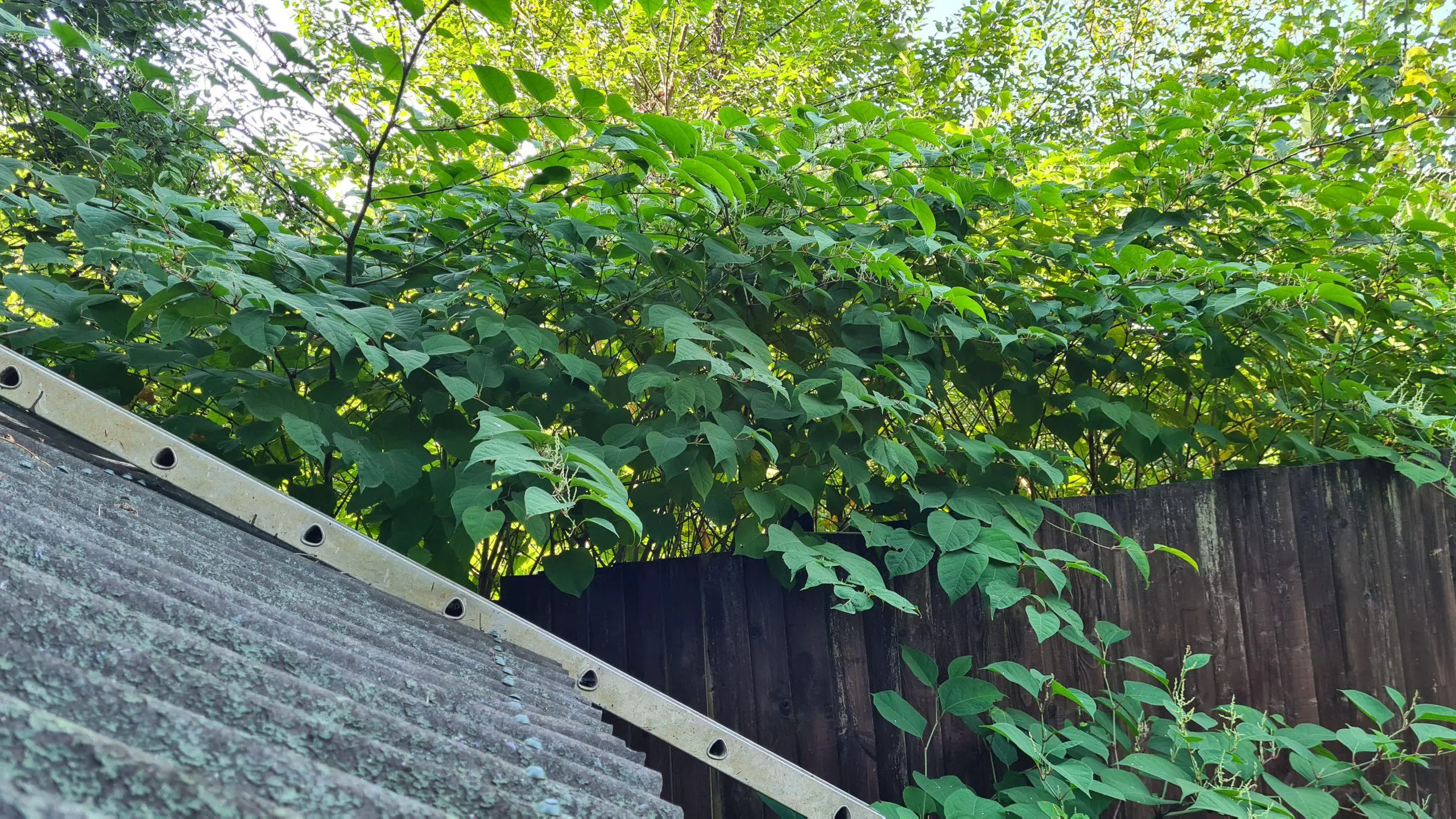 Controlling the infestation of Japanese knotweed is crucial when you see how high and how far it grows