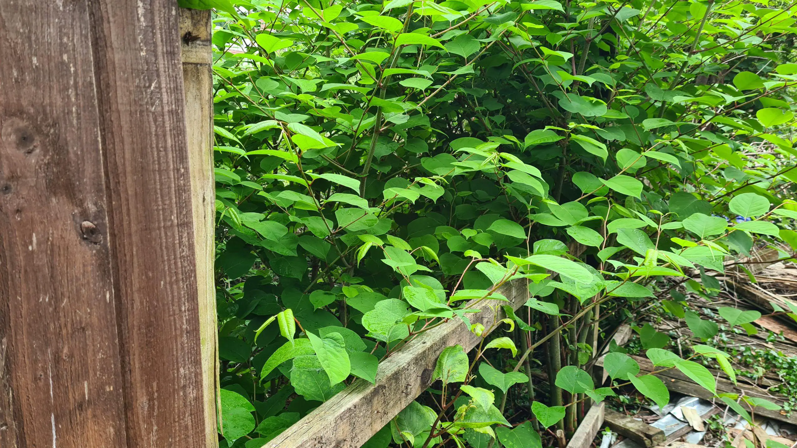 Damage caused to a fence from the aggressive growth of Japanese knotweed