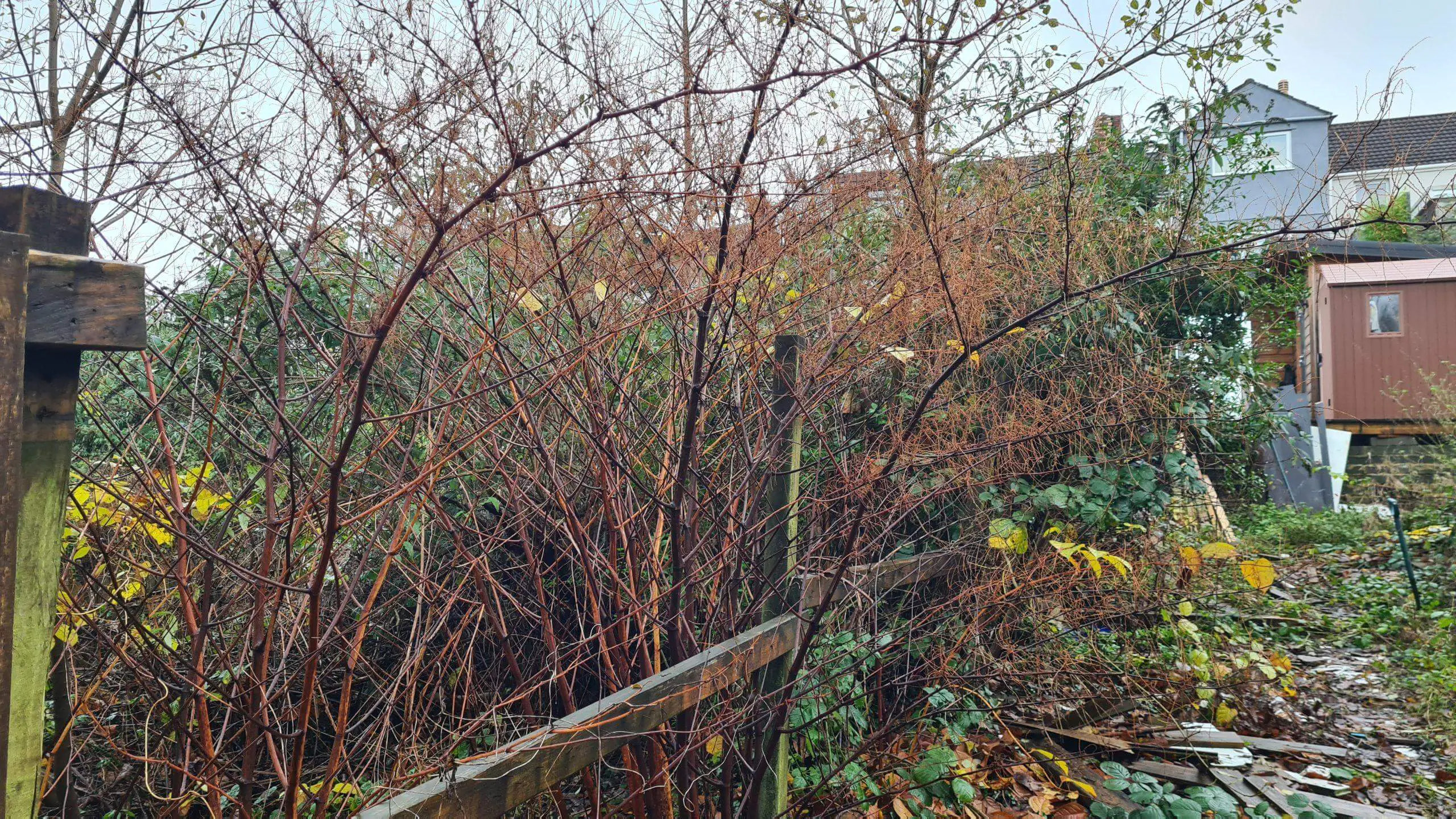 Damage caused to the property from the expansion of knotweed from one property to another