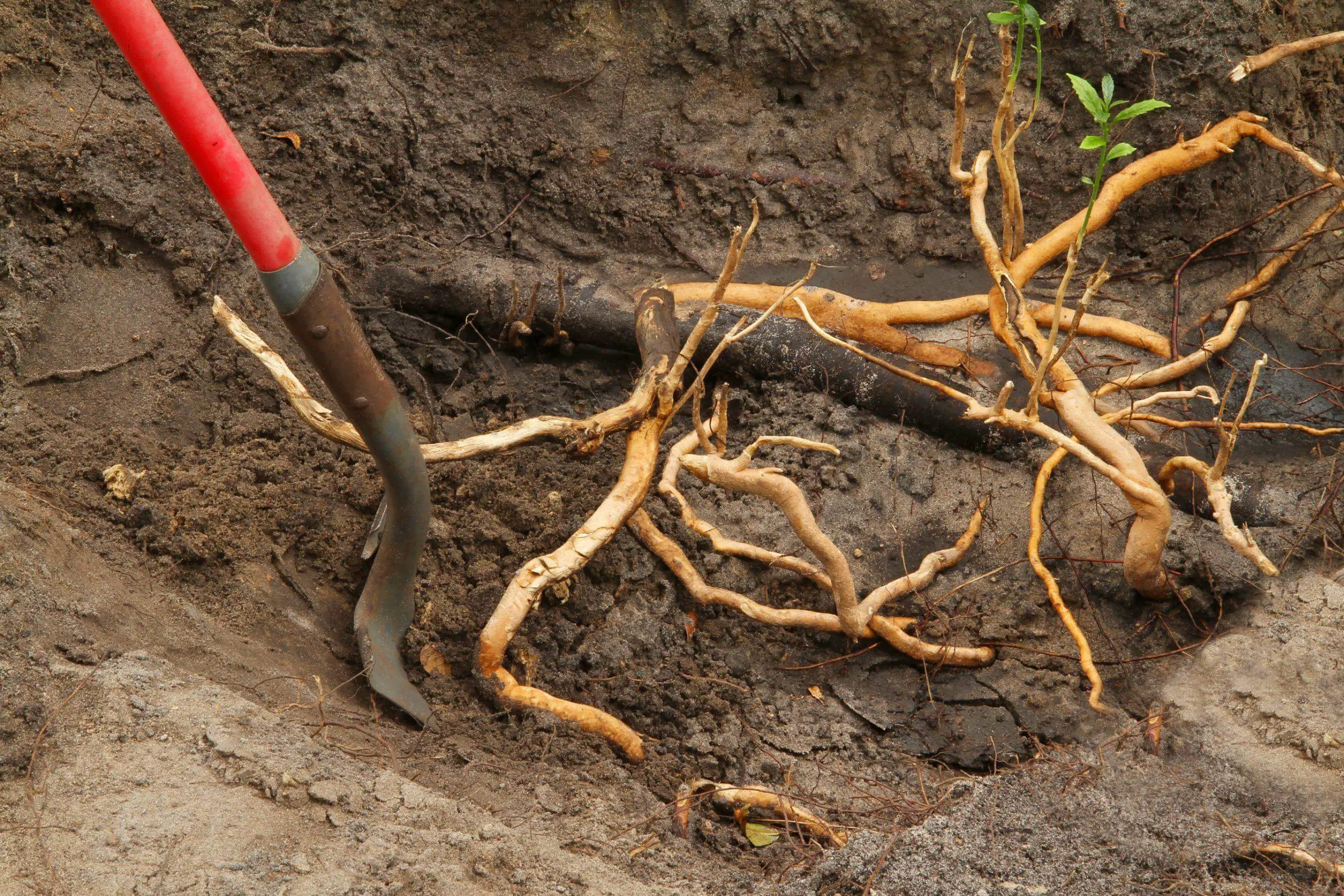 Digging invasive roots out of the garden