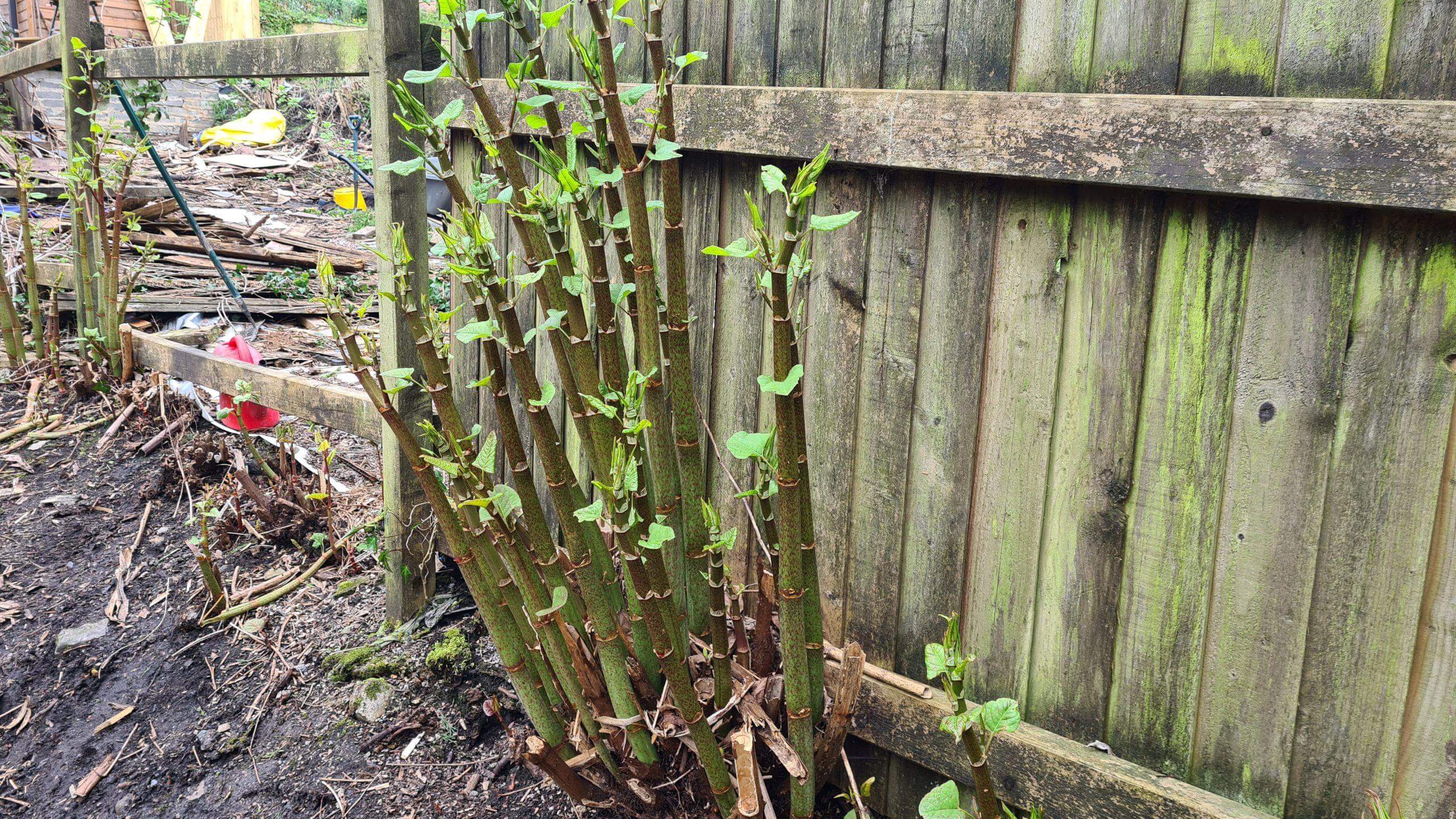 Eliminating Japanese knotweed crowns can be treated with physical or chemical means