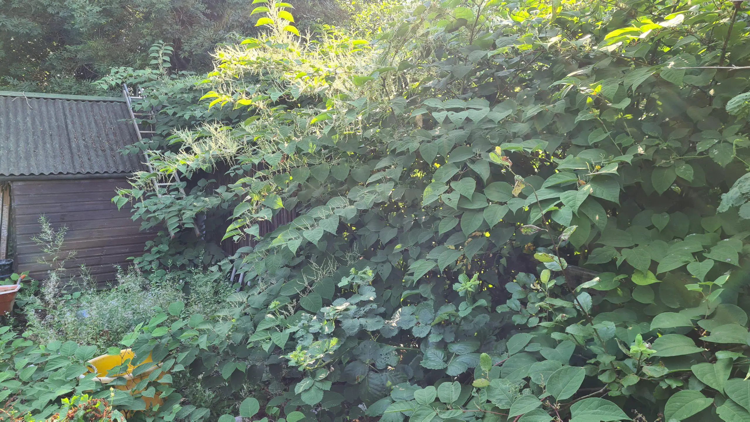 Establishing the area that this invasive plant covers will allow you or a contractor an idea of how much and how long it will take to clear