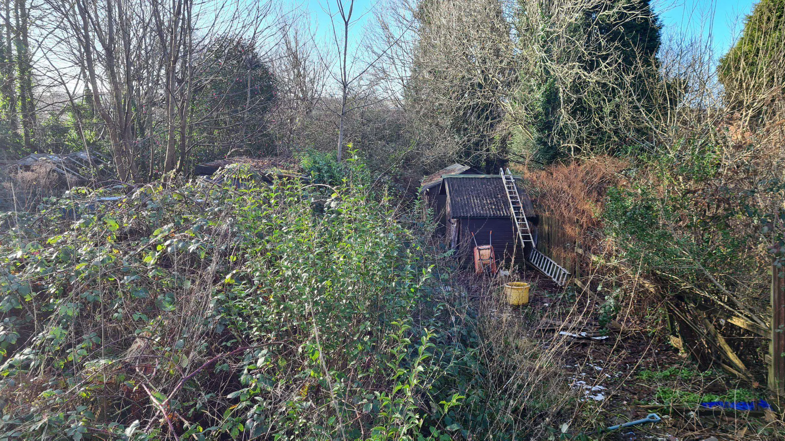 Even in January the invasive weeds have consumed the garden prior to a site clearance