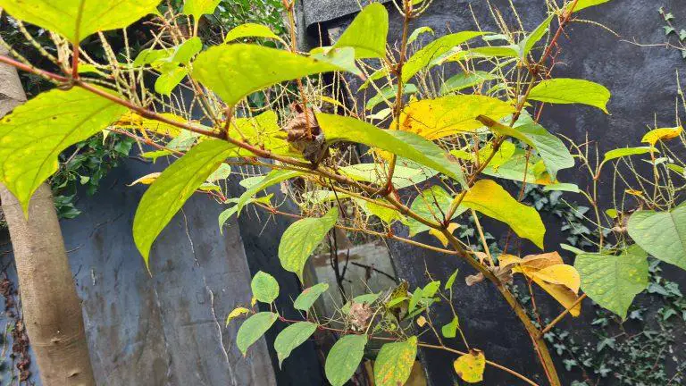 Factors That Affect Japanese Knotweed Removal Costs