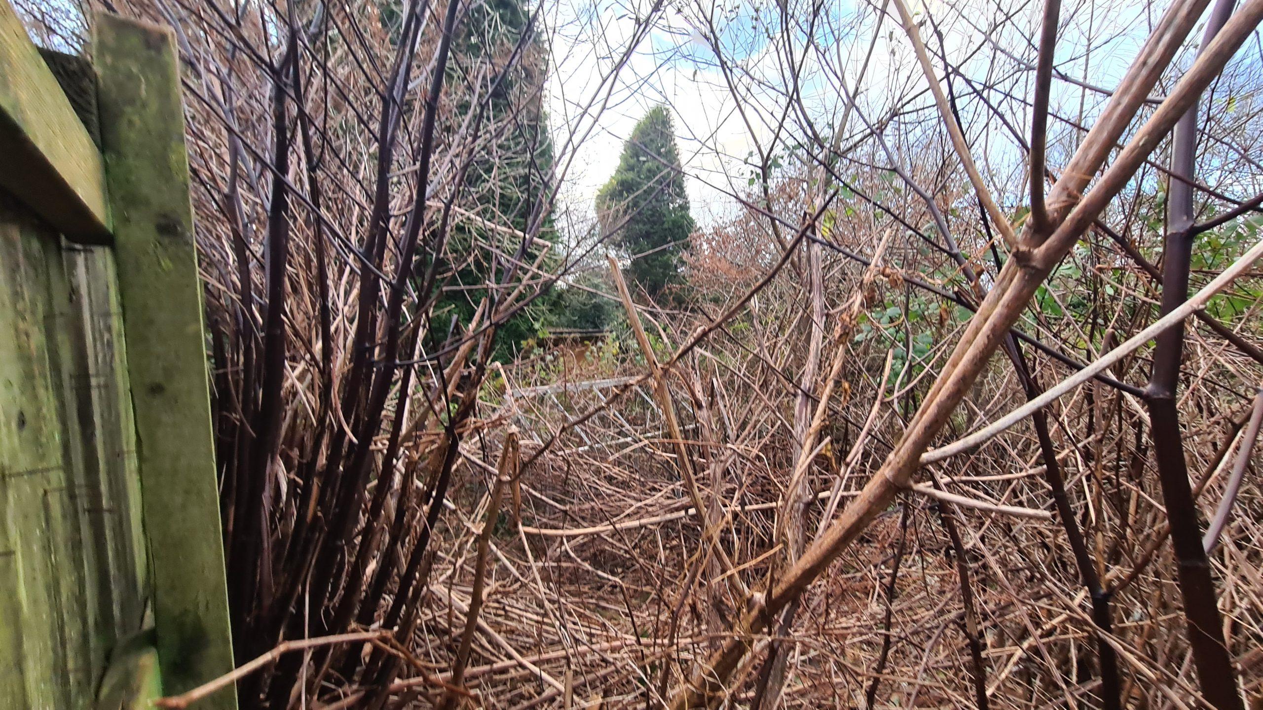 Factors to consider when removing Japanese knotweed is the area it covers and how advanced it is