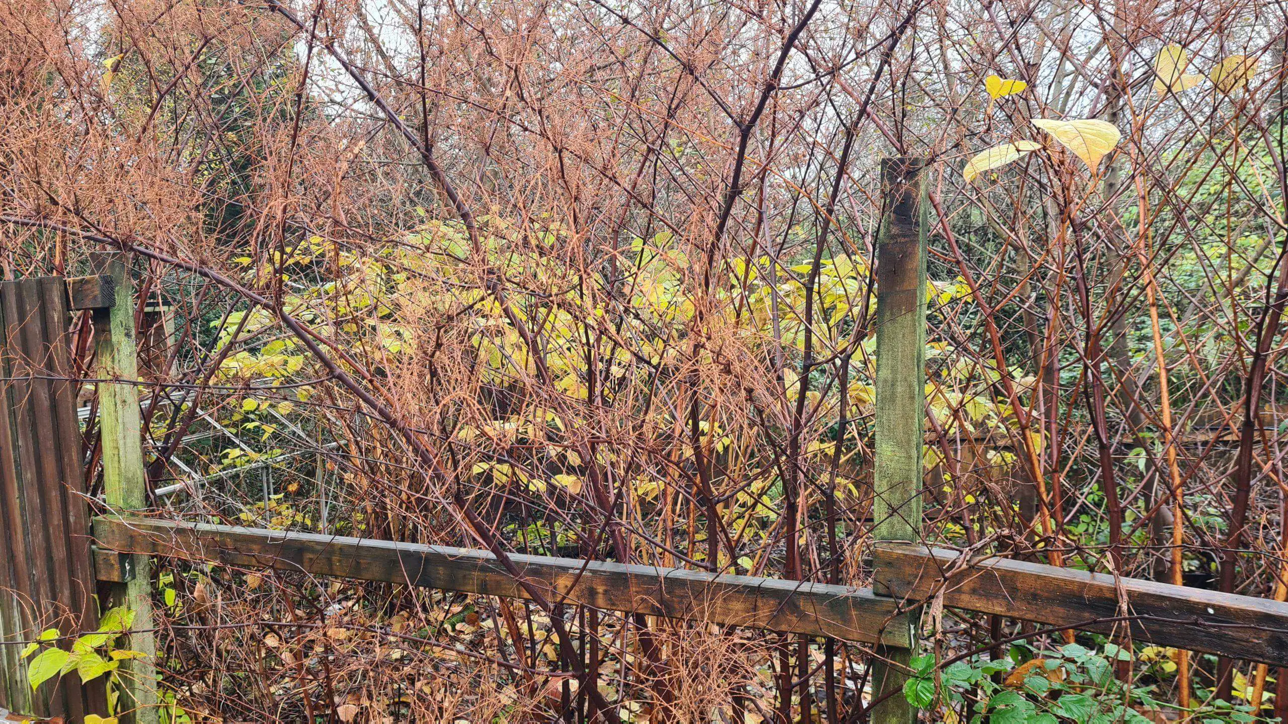 Fence between neighbours which has suffered from the invasion of Japanese knotweed and its effects on property surrounding it