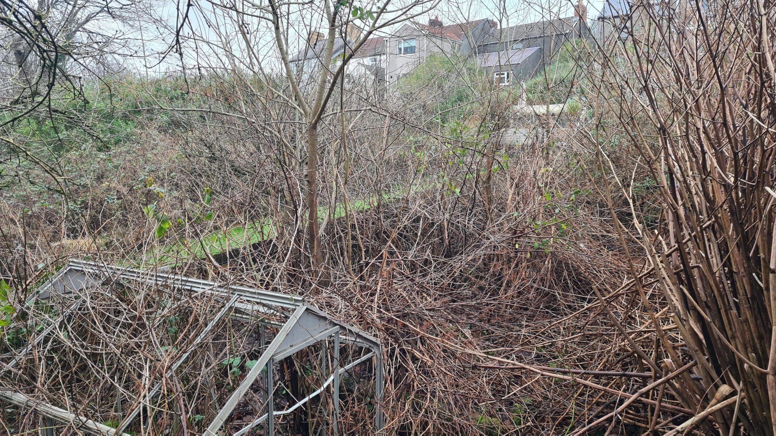 Garden in early Spring and ready for site clearance of Japanese knotweed stems