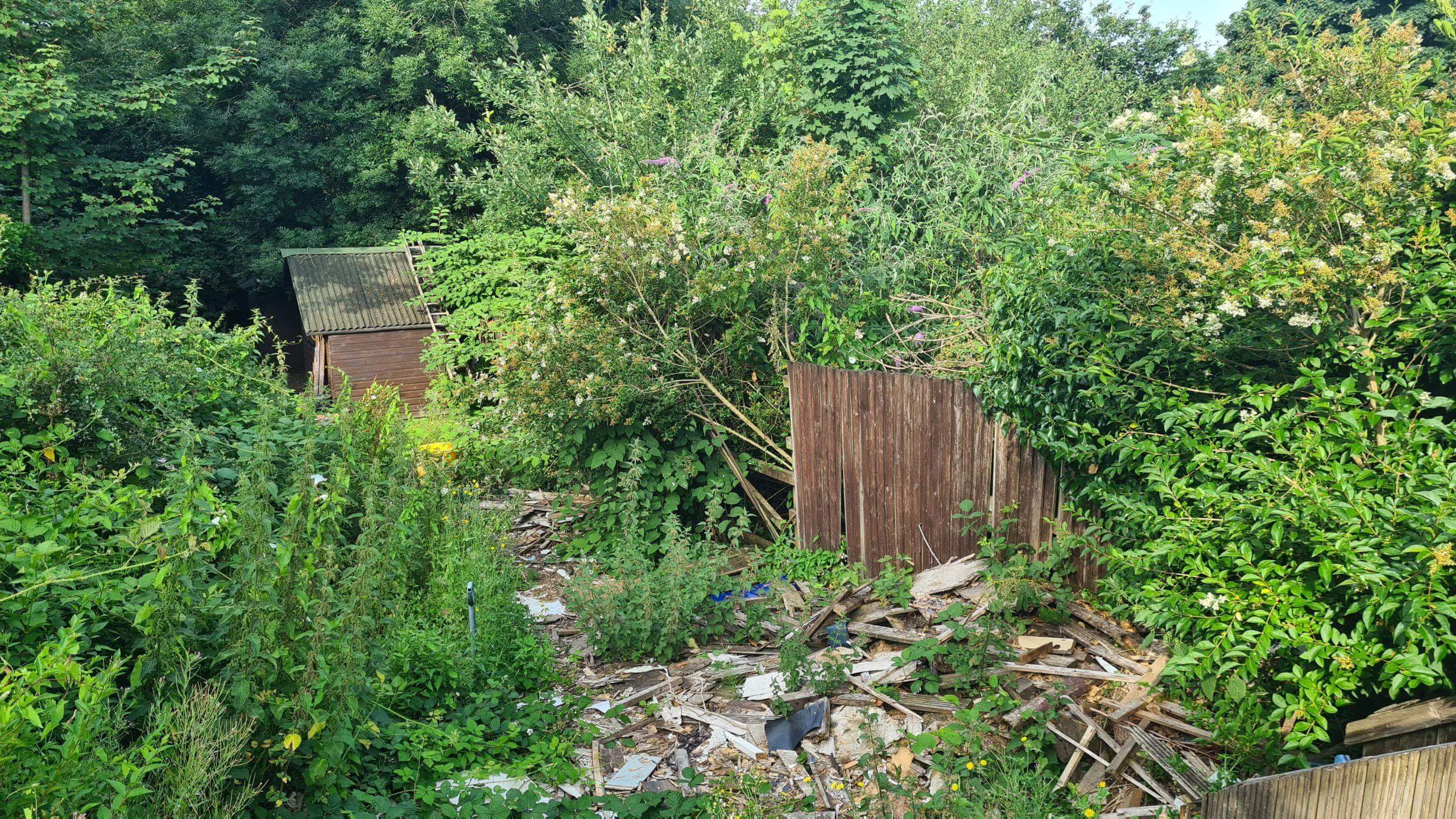 Garden requiring a site clearance of invasive weeds at the height of summer