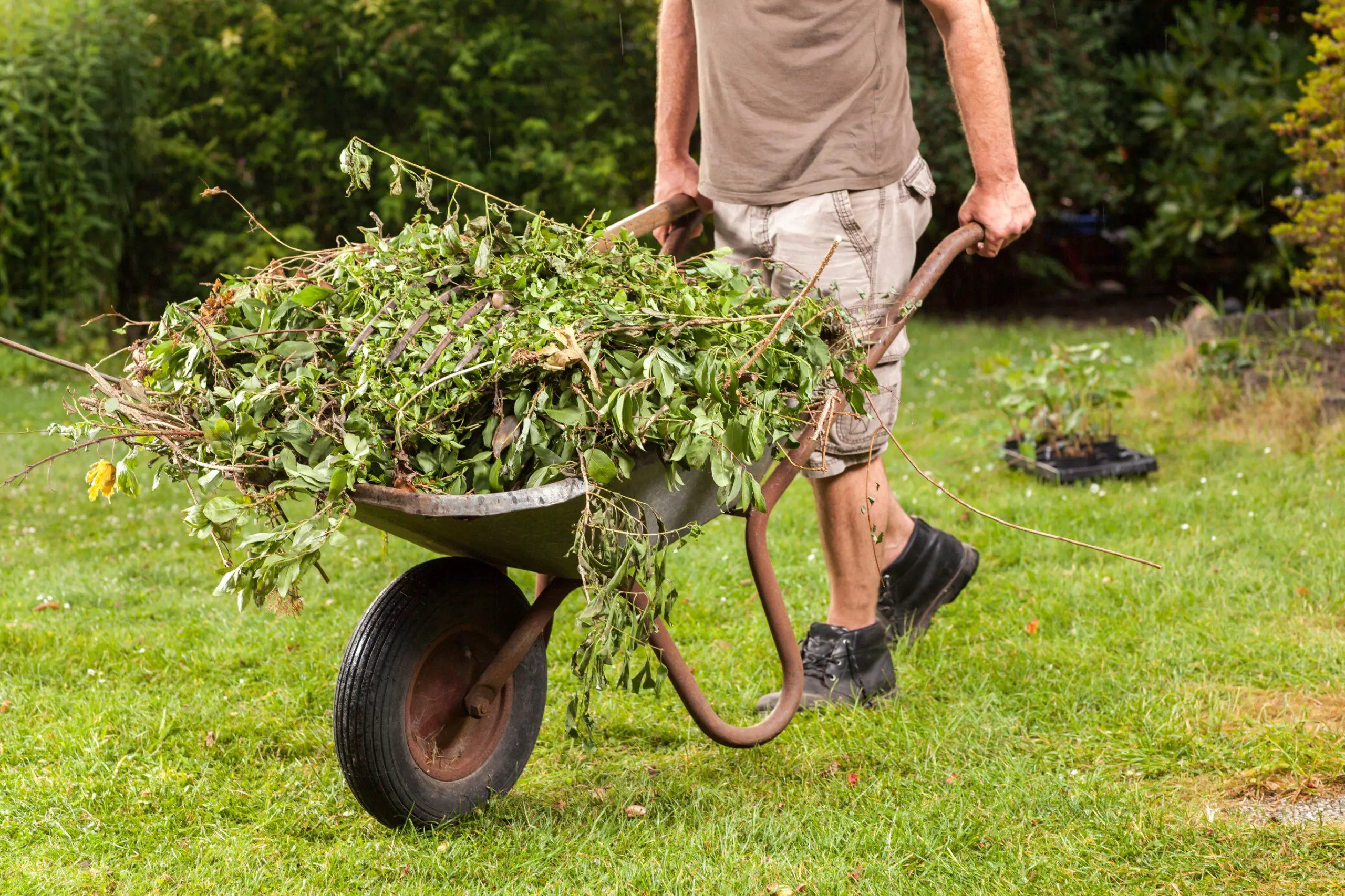 Gardener carrying garden waste via a hand barrow to recycle the waste within a compost heap