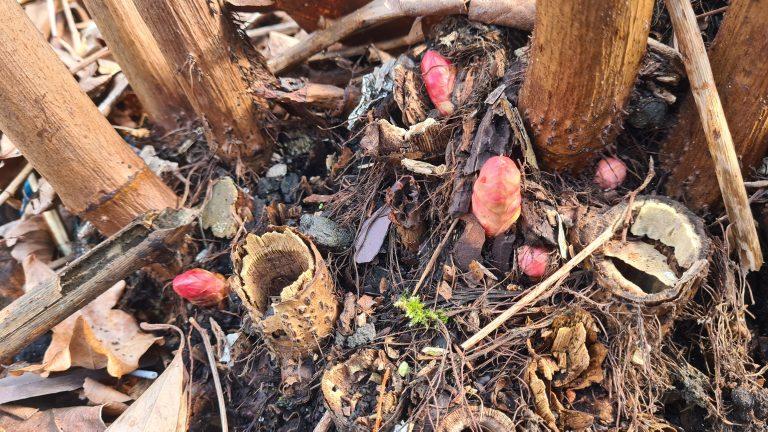 How To Identify Japanese Knotweed Buds In Early Spring
