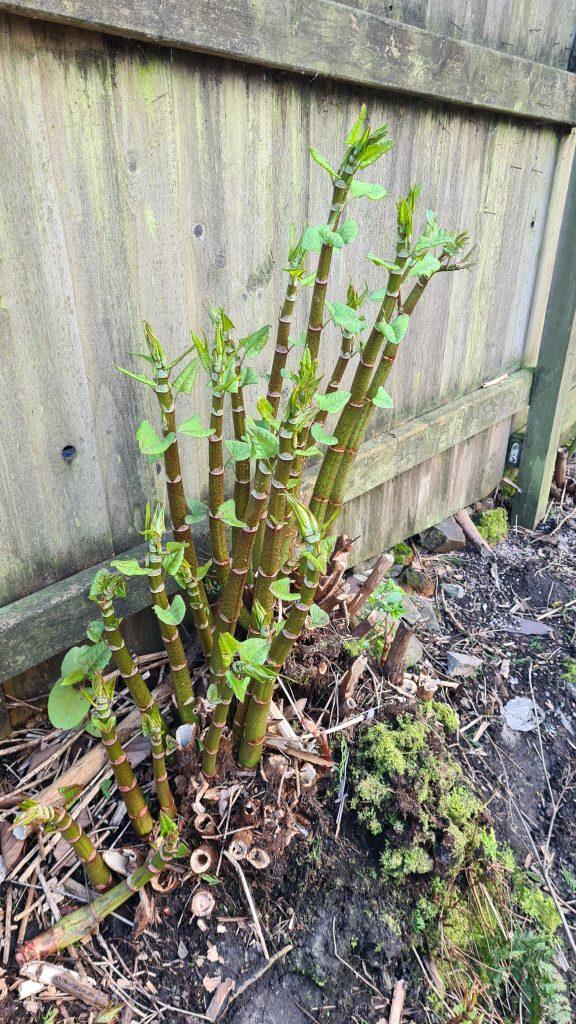 How To Identify Japanese Knotweed Crowns
