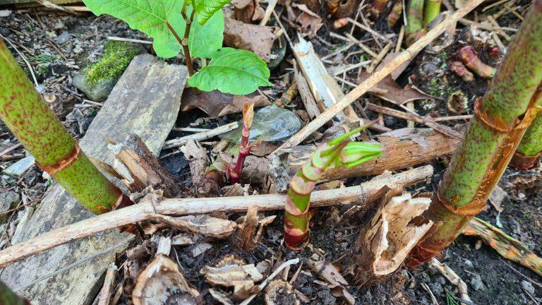 How To Identify Japanese Knotweed Shoots