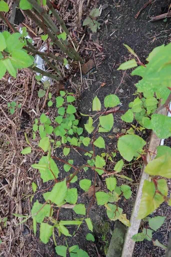 Identifying Japanese knotweed at each stage of its development will help determine how and when to begin treatment