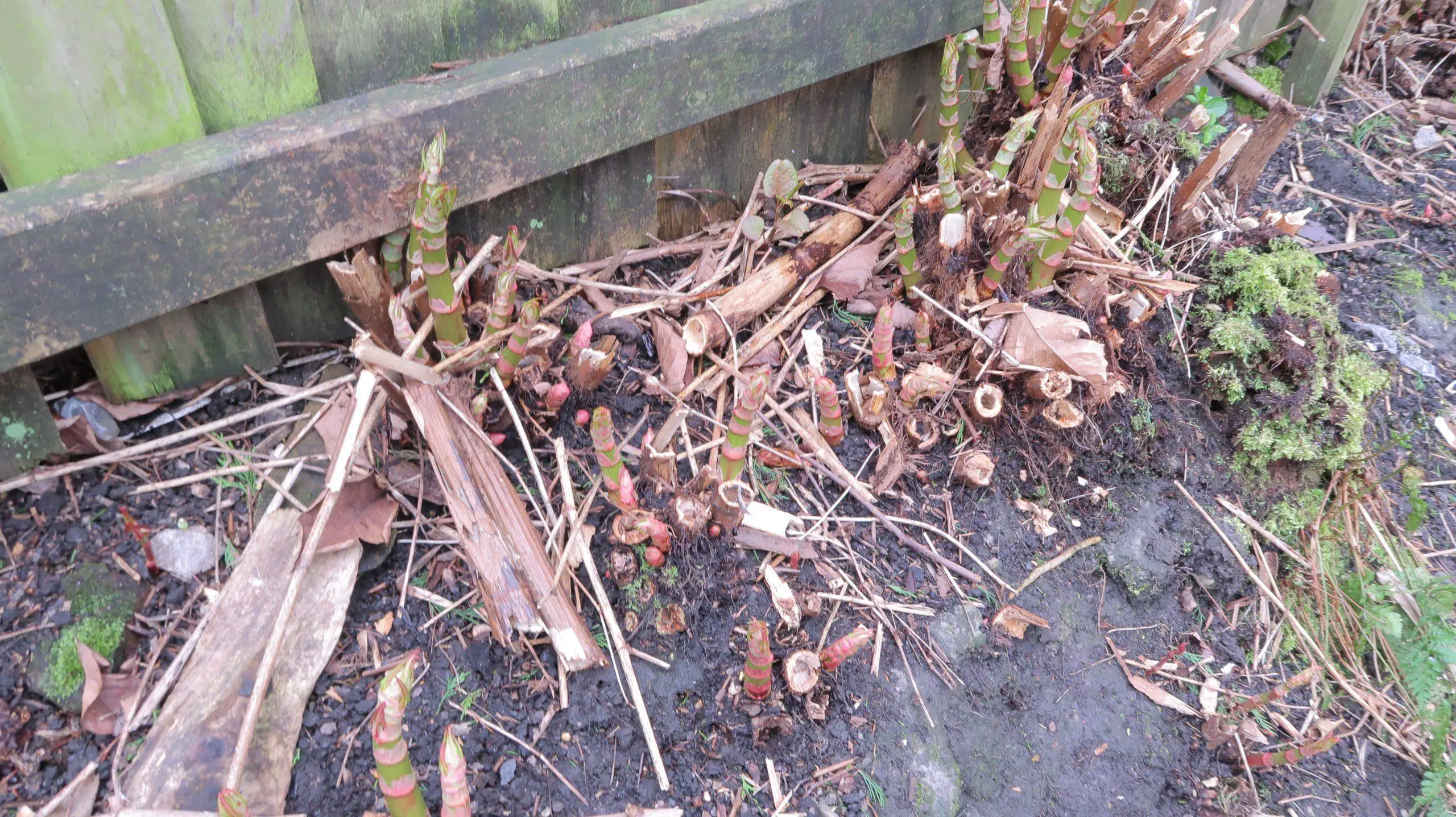 Identifying Japanese knotweed crowns includes new growth of shoots combined with the old debris from dead stems