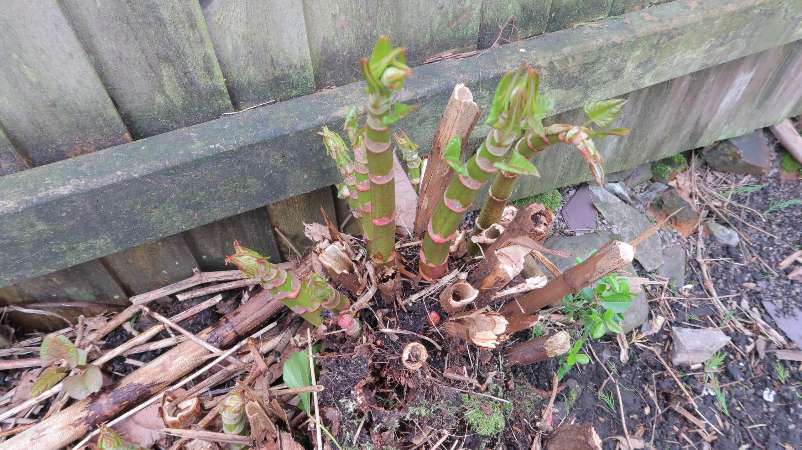 Identifying Japanese knotweed crowns starts with them being clump like and raised slightly above the ground
