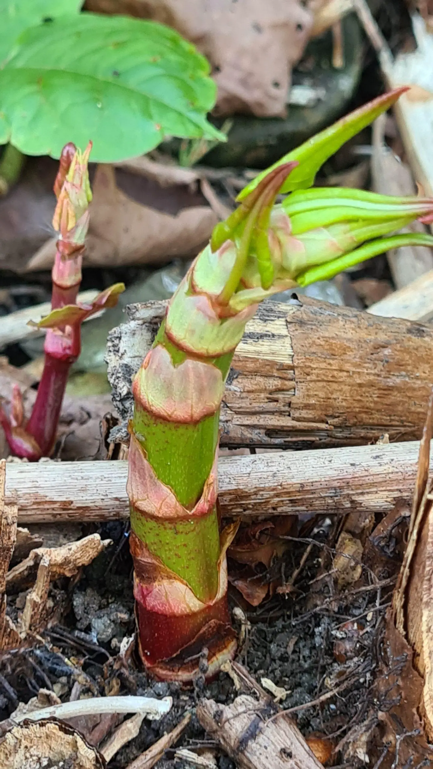 Identifying Japanese knotweed early on after the buds have opened up to reveal tips stems that grow several feet in height