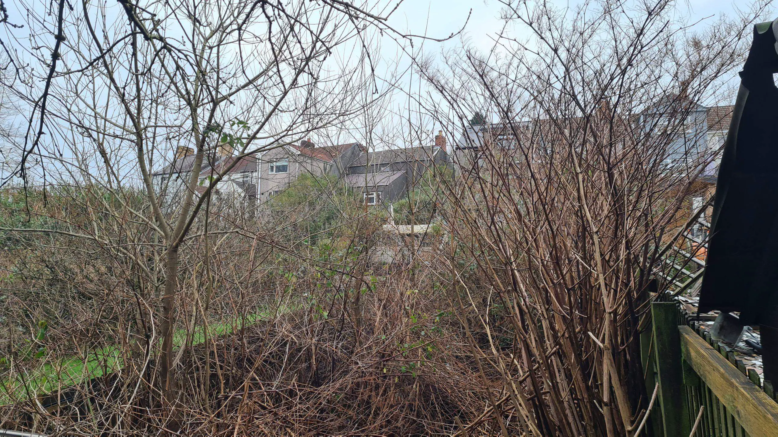 Identifying Japanese knotweed stems to clear from a site and therefore improve the local ecosystem is the first step