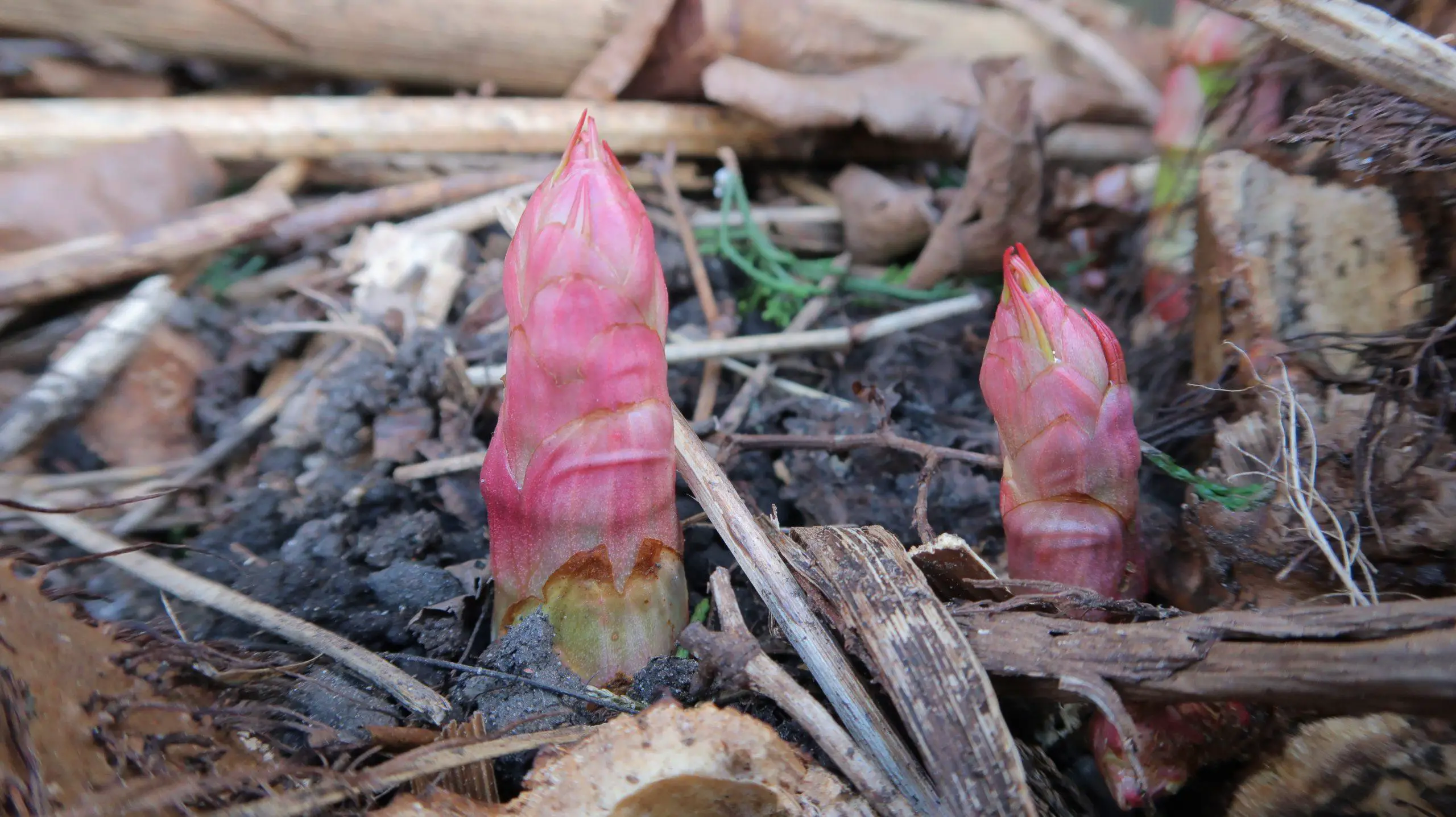Identifying the Japanese knotweed buds with their distinctive tip and flesh coloured stem
