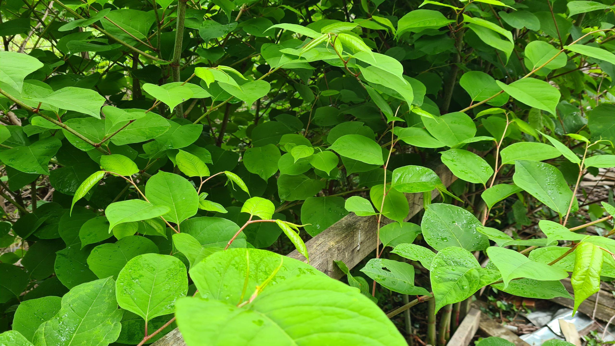 If you find Japanese knotweed on your property you have a duty of care to remove it