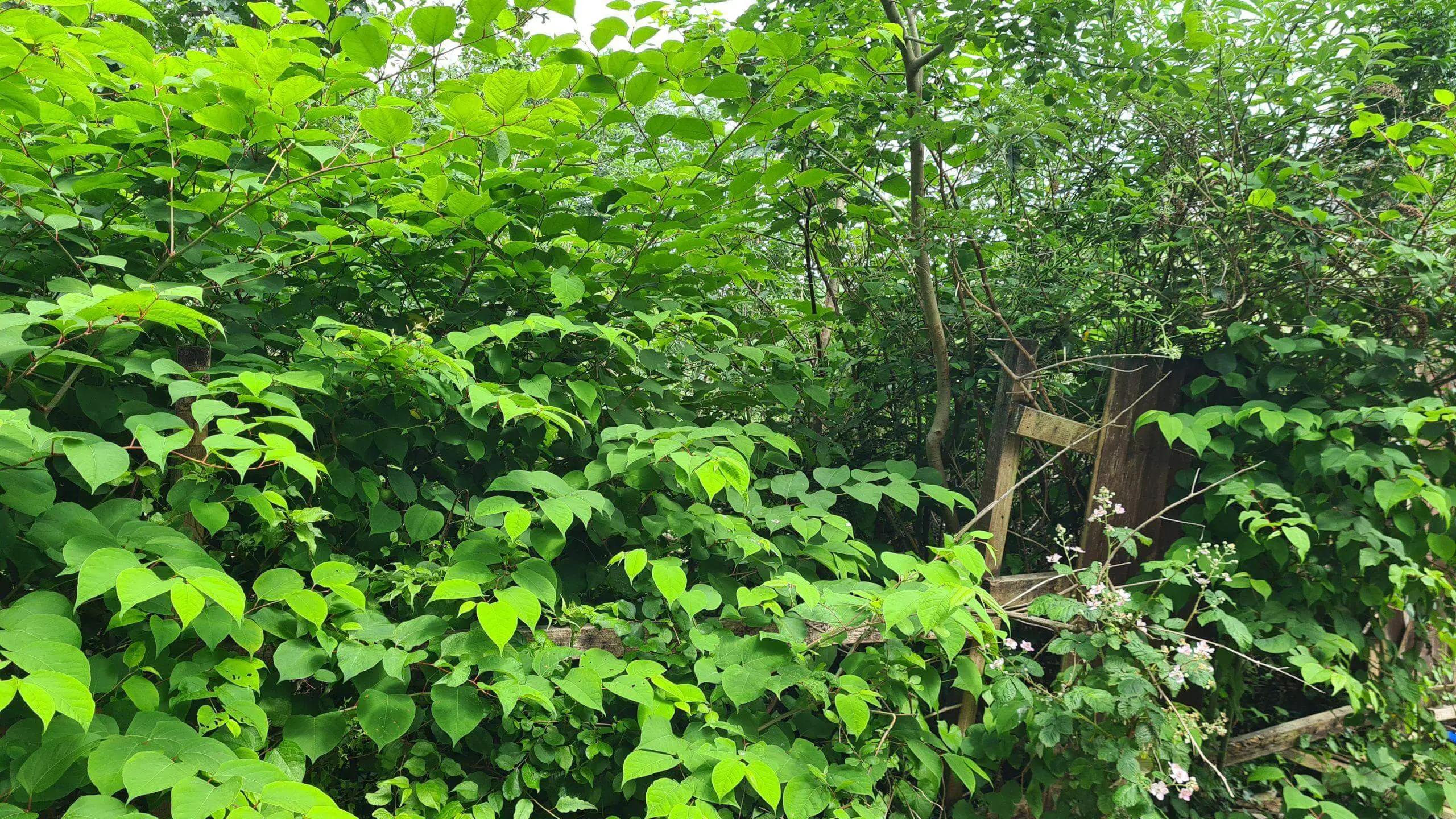 Impossible access to a property consumed by Japanese knotweed