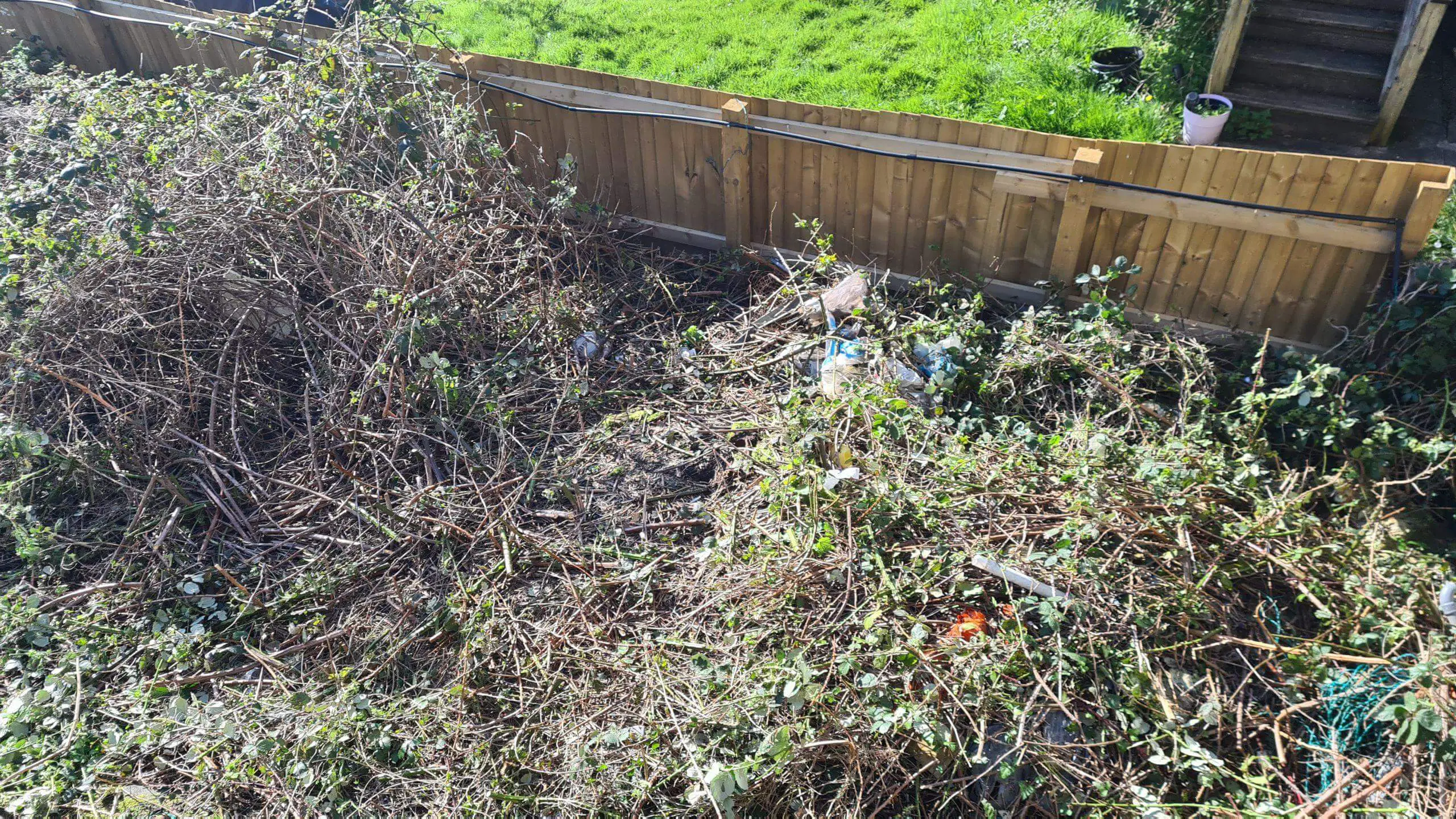 In the middle of clearing brambles from a garden to regain the space
