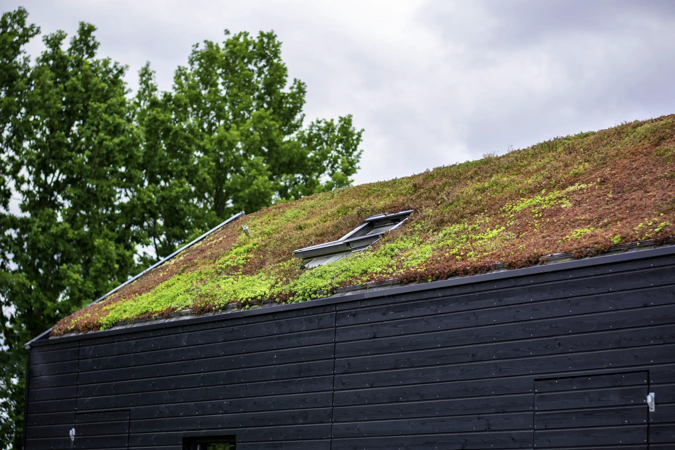 Incorporating a green roof as part of a positive ecosystem within your garden