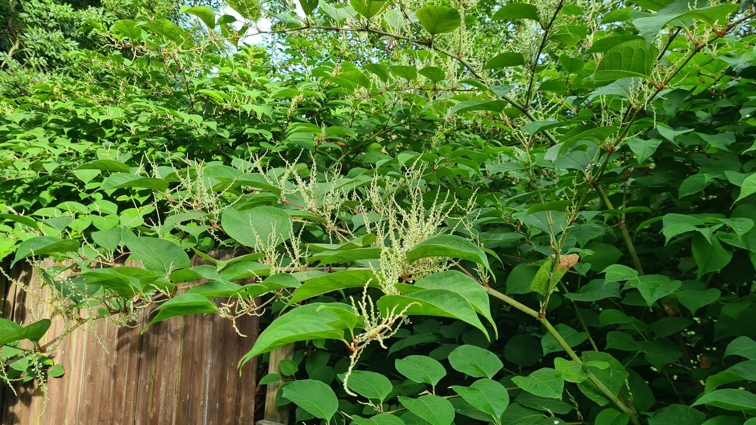Infestation of Japanese knotweed invading another property over their fence