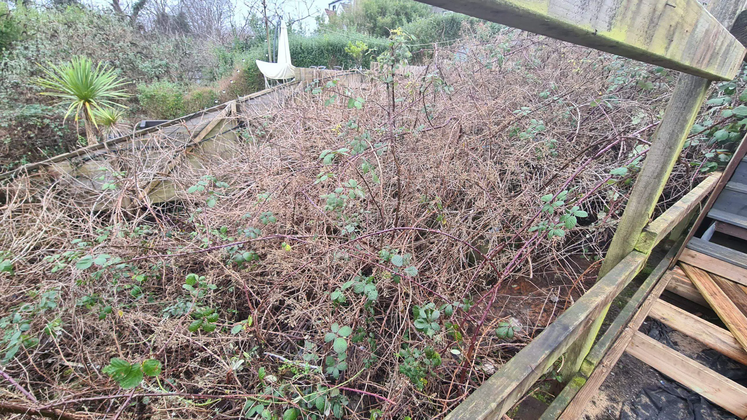 Inspecting a property before cutting back the brambles and reclaiming the garden