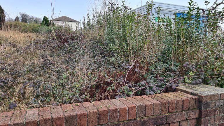 Invasive Weeds: Why Site Clearance Is Essential For Their Eradication