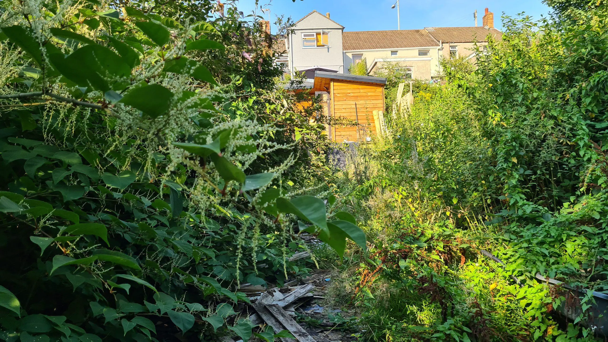 Invasive weeds growing both sides of a garden and slowly closing down any free space until there is none and no way to gain access either
