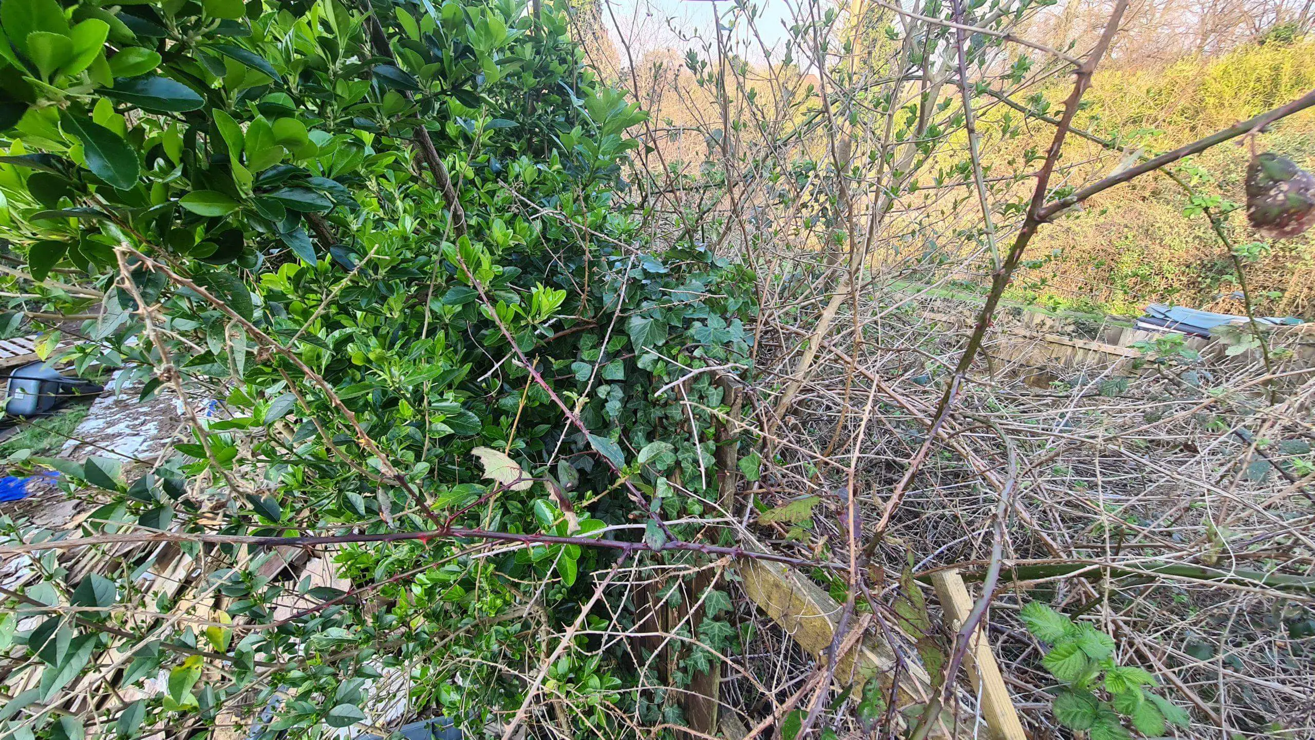 Invasive weeds growing over a neighbours boundary and infesting the next property