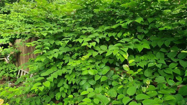 Japanese Knotweed Removal Costs Revealed