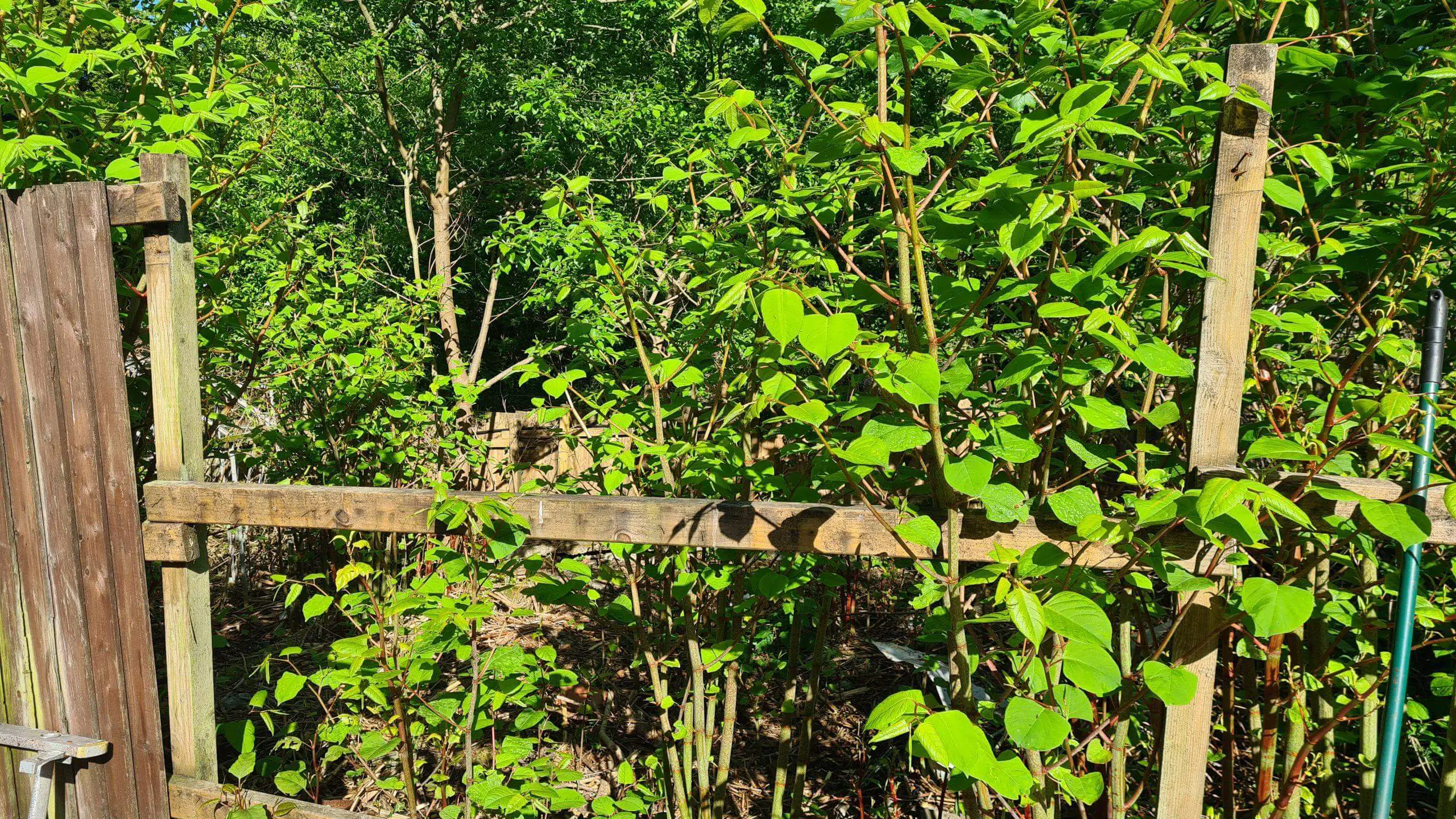 Japanese knotweed broken through a fence onto another property and possible legal action will ensue